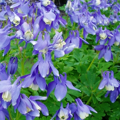 Ancolie naine (Aquilegia flabellata 'Ministar')