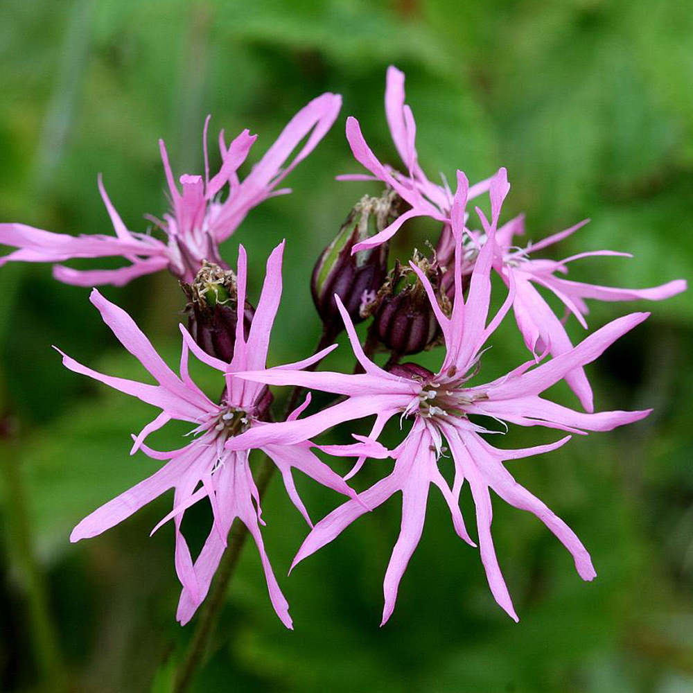 Fleurs de coucou (Lychnis flos-cuculi)