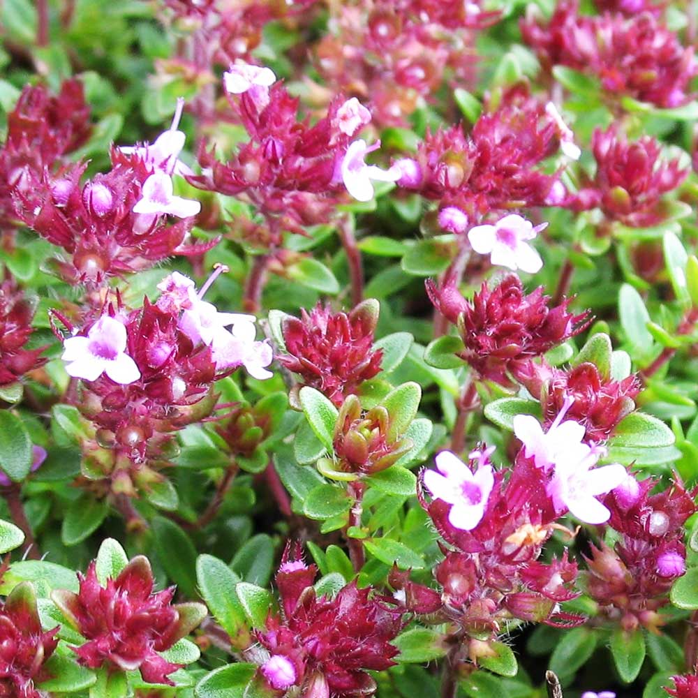 Thym rampant 'Coccineus' (Thymus Praecox Coccineus)