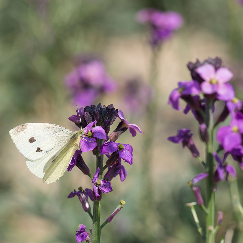 Giroflée des murailles (Erysimum 'Bowles' Mauve')