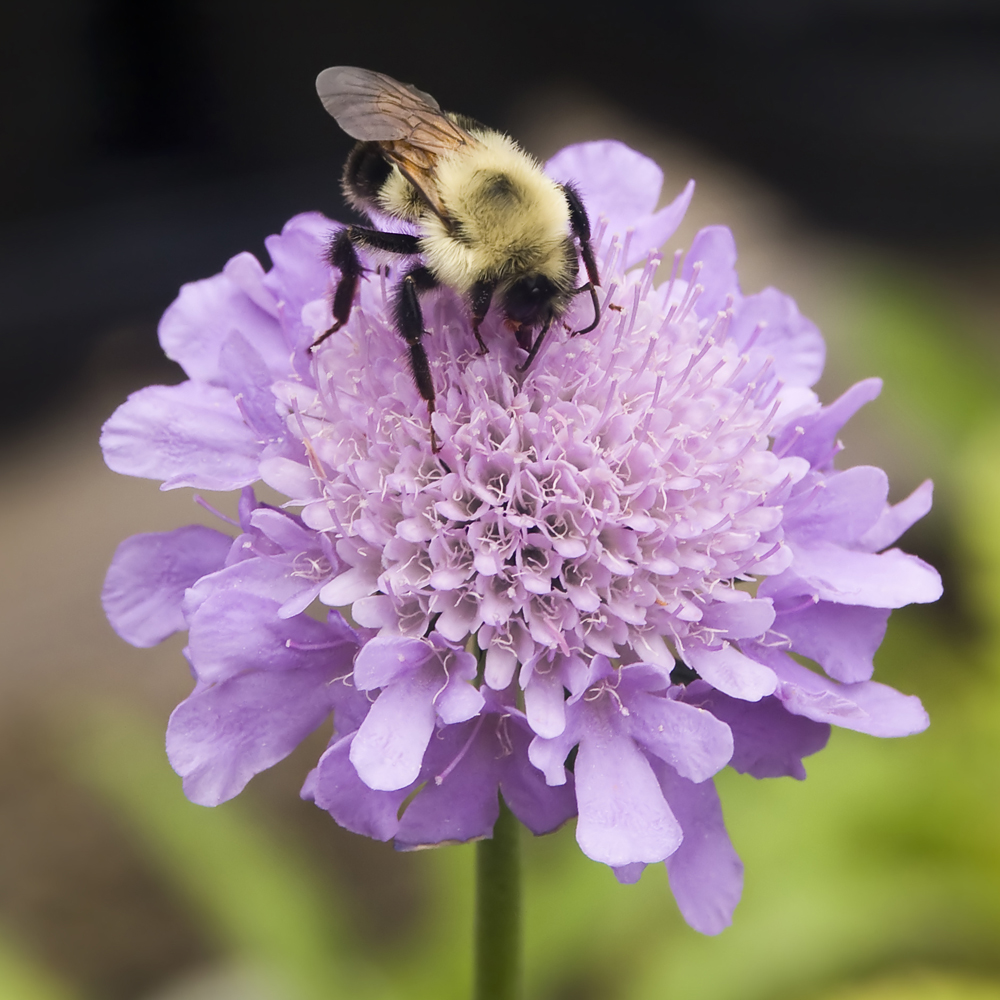 Scabieuse colombaire (Scabiosa columbaria 'Butterfly Blue')