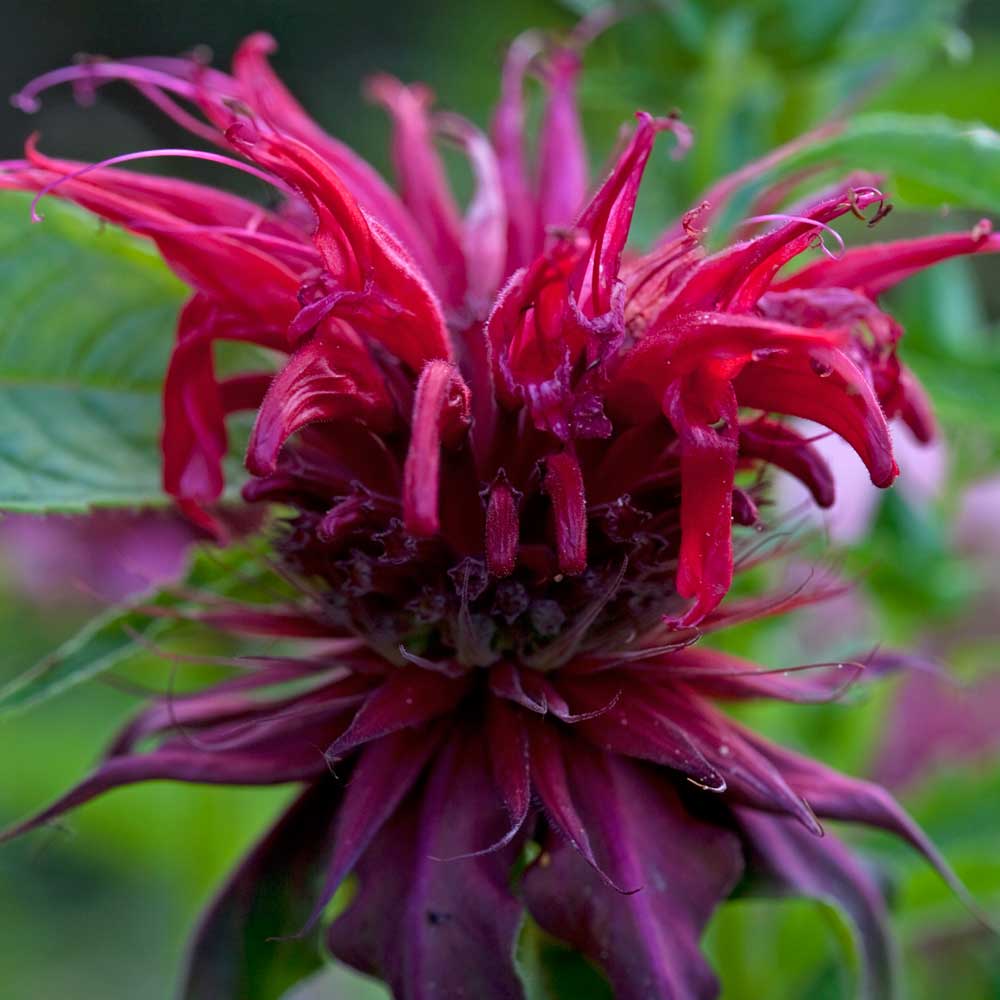 Monarde