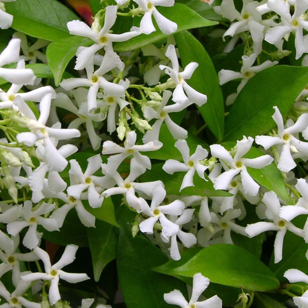 Jasmin persistant