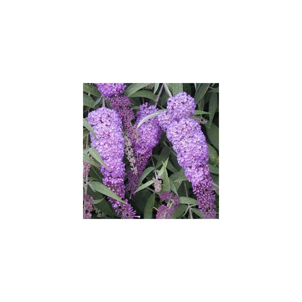 Arbre aux papillons 'Nanho Purple'