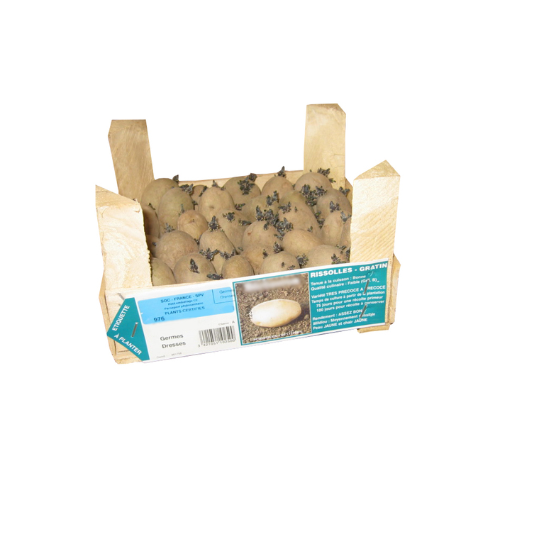 Pommes de terre Charlotte demi- germe calibre 25/32