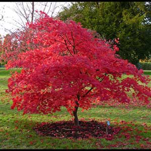 Erable du Japon Red Flash 100/125 cm en pot de 18 litres
