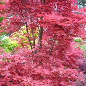 Erable du Japon Deshojo 200/250 cm