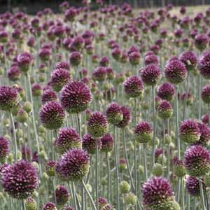 Ail à tête ronde, Allium sphaerocephalon le lot de 3 plantes le lot de 3 plantes en godet de 9 cm