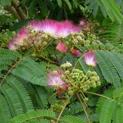 Albizia julibrissin Ombrella 150/175 cm en cépée