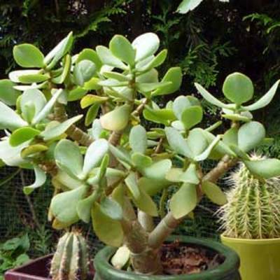 Arbre de Jade, Crassula ovata 70 cm