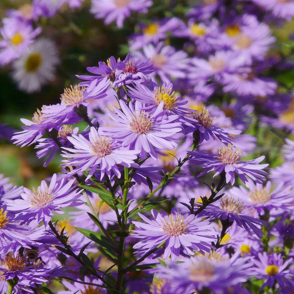Aster