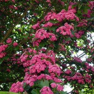 Aubépine fleurs rouges, Crataegus Laevigata Paul s scarlet Demi-tige 125 cm