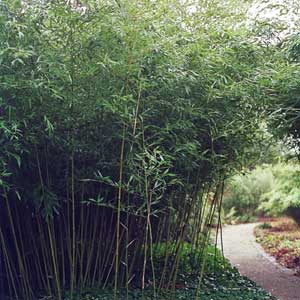 Bambou Phyllostachys bissetii 100/150 cm en pot de 5 litres