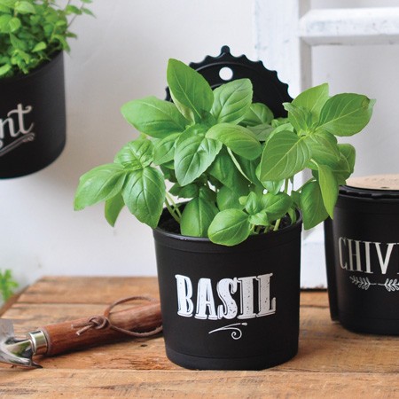 Basilic Pot Suspendu