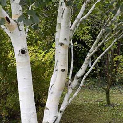 Bouleau blanc de l Himalaya, Betula utilis Haute-tige circonférence du tronc 14/16 cm - motte grillagée