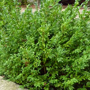 Buis commun pour bordure 10 cm en godet de 9 cm