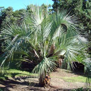 Butia capitata, Cocotier du Brésil ou palmier abricot 100 cm, stipe 20 cm en pot de 15 litres