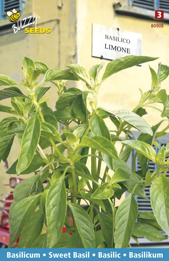 Basil Limone - Basilic