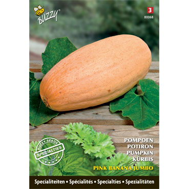 SpÃ©cialitÃ©s de semences Potiron Pink Banana Jumbo