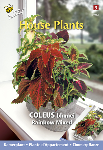 Plante d'Appartement Coleus Rainbow mix