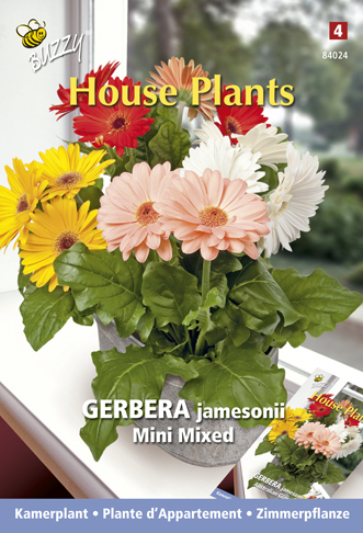 Plante d'Appartement Gerbera mini mix