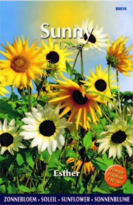 Soleil-Tournesol - Esther