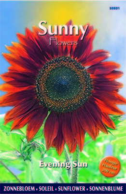 Soleil-Tournesol - Evening Sun