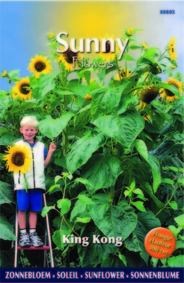 Soleil-Tournesol - King Kong