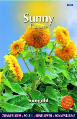 Soleil-Tournesol - Sungold