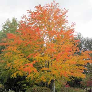 Cercidiphyllum japonicum, Arbre à caramel 125/150 cm
