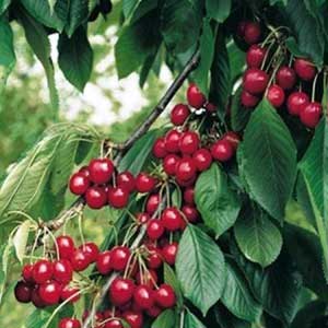 Cerisier Griotte Morel (Griotte du Nord) racines nues Demi-Tige Tronc droit de 120 cm - 3 à 5 branches au-dessus du tronc