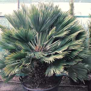 Chamaerops humilis Vulcano la plante en pot de 12 litres