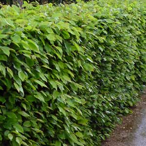 Charme, Charmille en pot 175/200 cm en motte