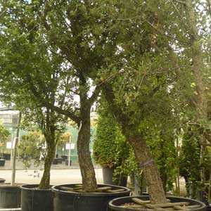 Chêne liège, Quercus suber 175/200 cm en cépée