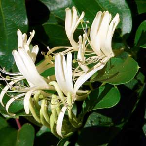 Chèvrefeuille du Japon (Lonicera japonica) blanc 50/60 cm