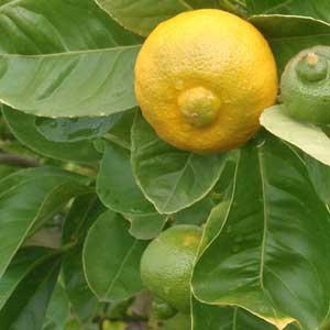 Citronnier doux, Citrus limetta Purscha, Limette douce de Tunisie 60/80 cm en pot de 12 litres