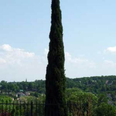 Cyprès de Florence Totem, Cyprès d Italie Totem 300/350 cm en pot de 55 litres