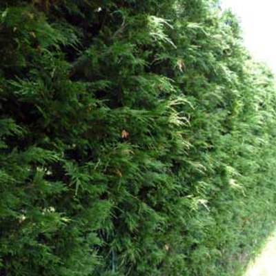 Cyprès de Leyland grande taille (de 2 m à 5 m) 350/400 cm en pot de 70 litres