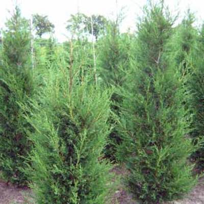 Cyprès de Leyland 2001 250/300 cm en pot