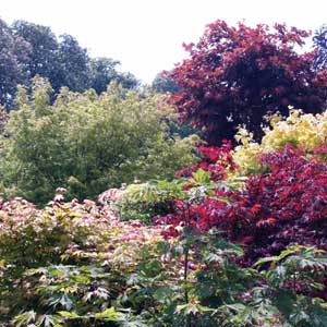Erable du Japon, Acer palmatum 50/60 cm