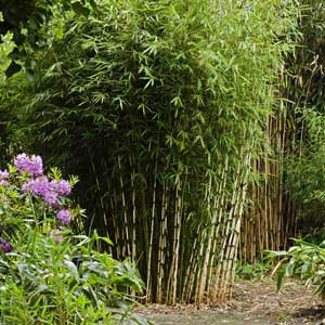 Bambou Fargesia robusta 150/175 cm en pot de 15 litres