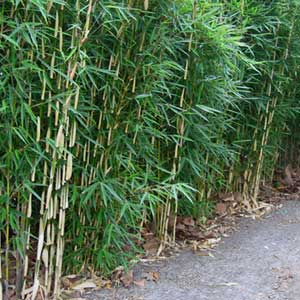 Fargesia robusta Wolong