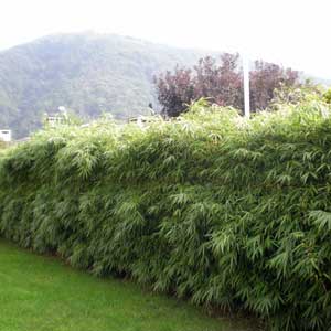 Bambou Fargesia rufa 125/150 cm en pot de 15 litres
