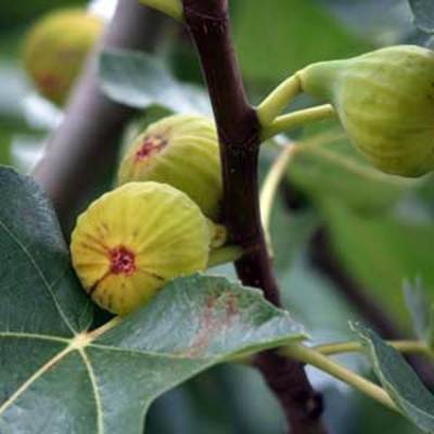 Figuier Madeleine des deux saisons 40/50 cm en pot de 2 litres
