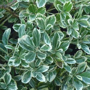 Fusain du Japon President Gauthier, Euonymus japonicus 80/100 cm