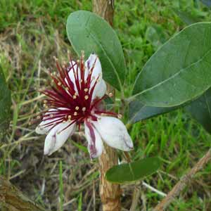 Feijoa sellowiana, Goyavier du Brésil Demi-Tige, Tronc 1,20 m - 3/4 branches