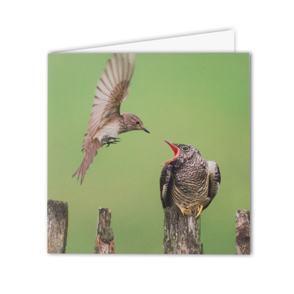 Carte de vœux Coucou gris/Gobemouche gris