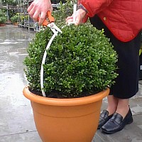 Guide de taille boule 50cm pour Buis