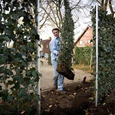 Haie Prêt à planter : lierre vert Woermer 230 x 120 cm