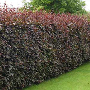 Hêtre pourpre pour haie 150/175 cm en pot